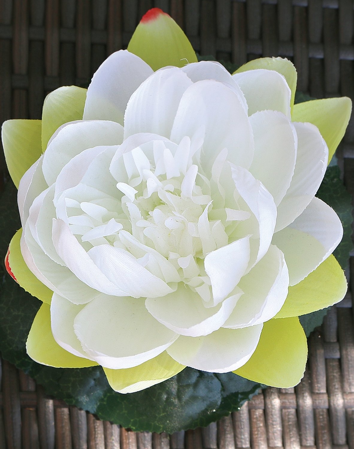 Silk water lily, floating, Ø 15 cm, beige-white