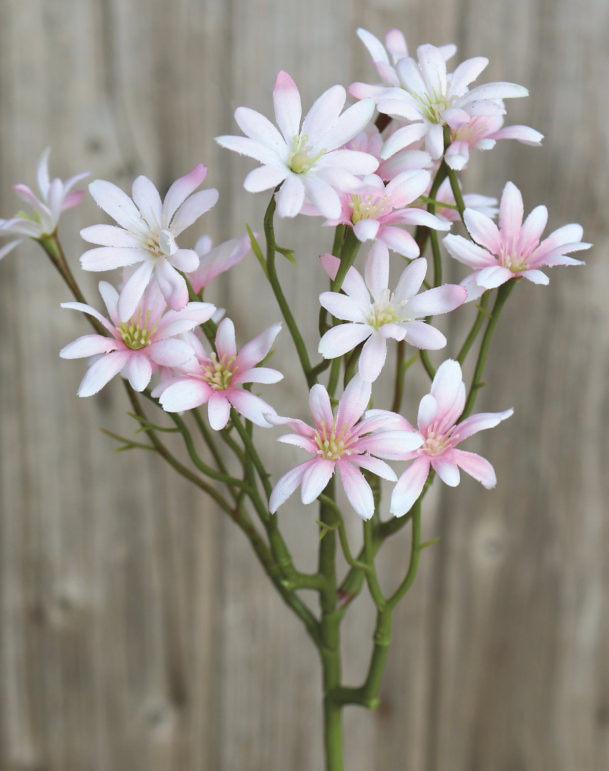 Aster tripolium artificiale, 45 cm, bianco-rosa