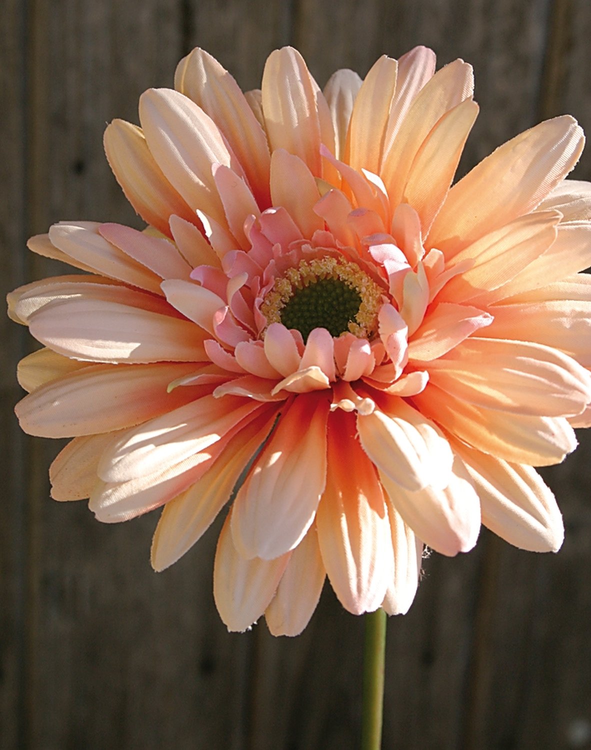 Gerbera artificiale con stelo floccato, 55 cm, albicocca