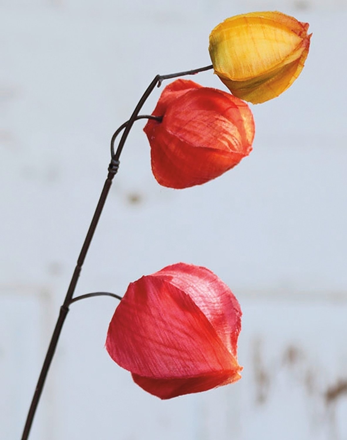 Künstliche Physalis, 11 Früchte, 95 cm, orange