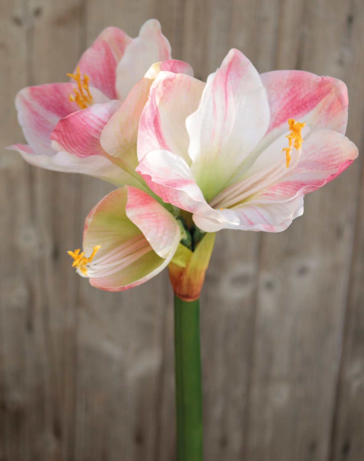 Amaryllis artificiale, 66 cm, crema-rosa