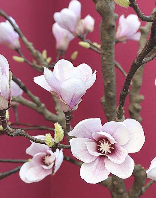 Albero di fiori di magnolia artificiale, in vaso, 210 cm, Real Touch, rosa-bianco
