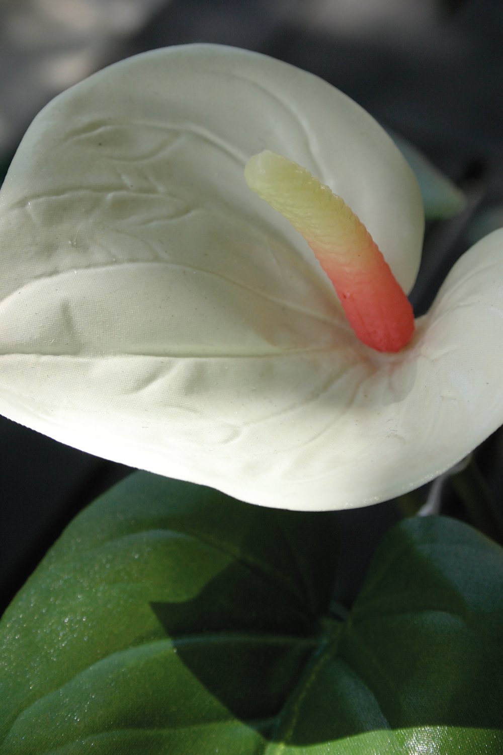 Künstliche Anthurium, getopft, 39 cm, weiß-rosa