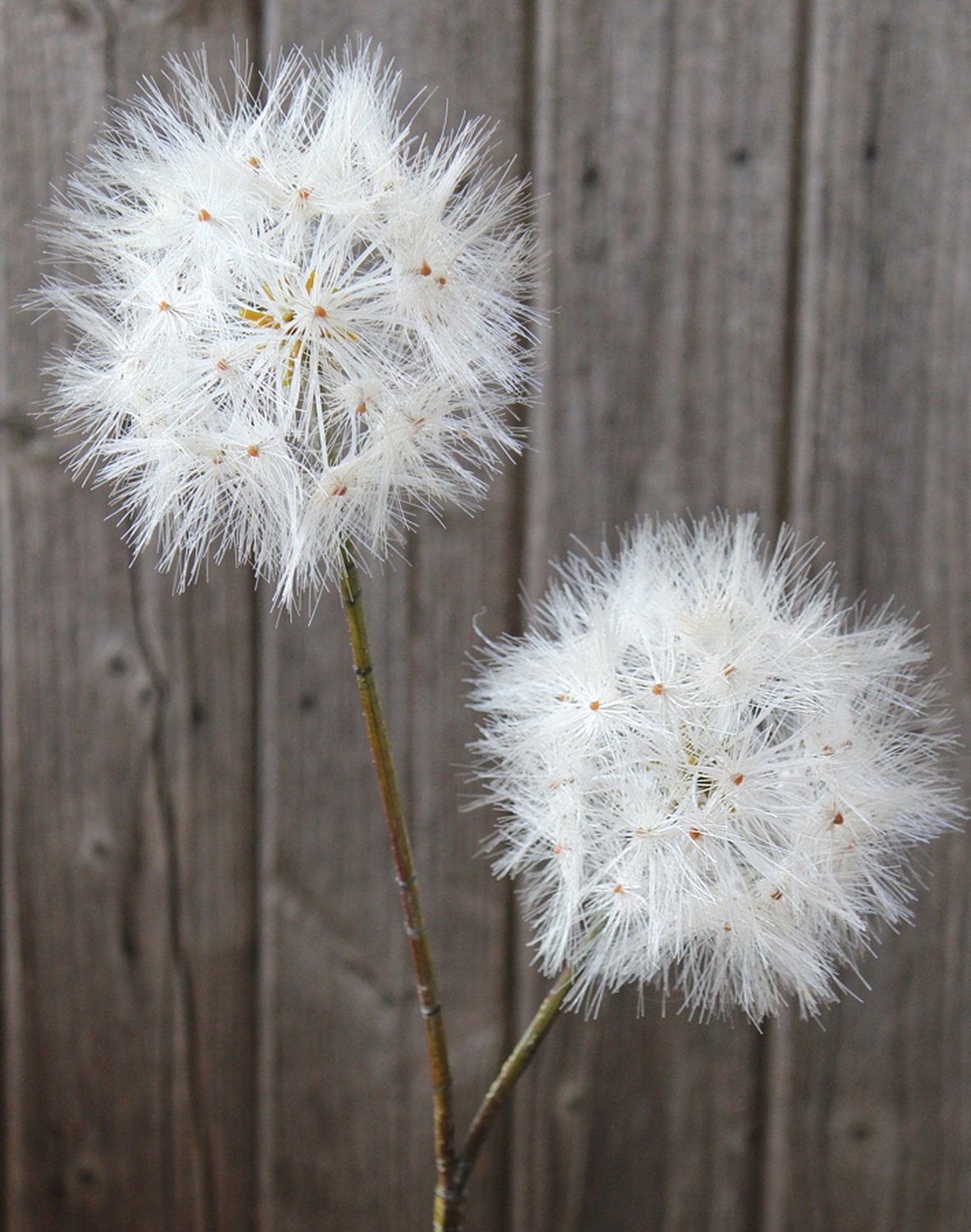 Artificial dandelion, 2-flowers, 85 cm, beige-white