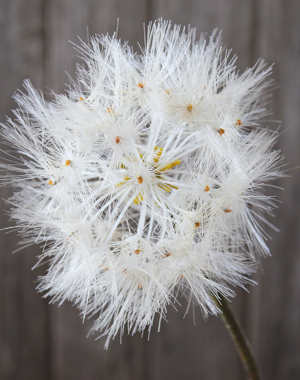 Artificial dandelion, 3-flowers, 114 cm, beige-white