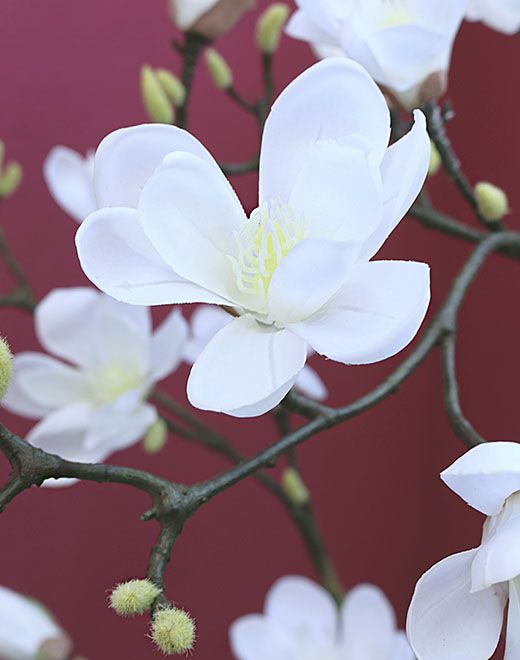 Albero di fiori di magnolia artificiale, in vaso, 210 cm, Real Touch, bianco-crema