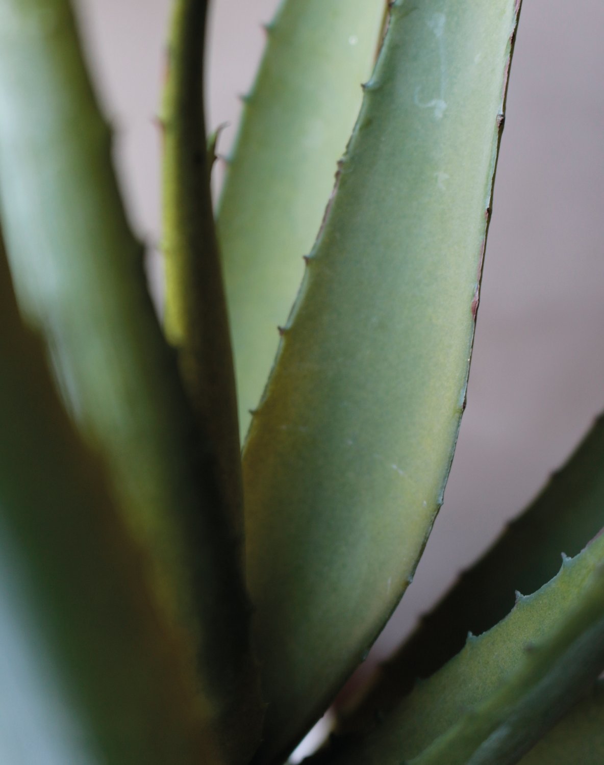 Fake aloe, potted, 43 cm, green