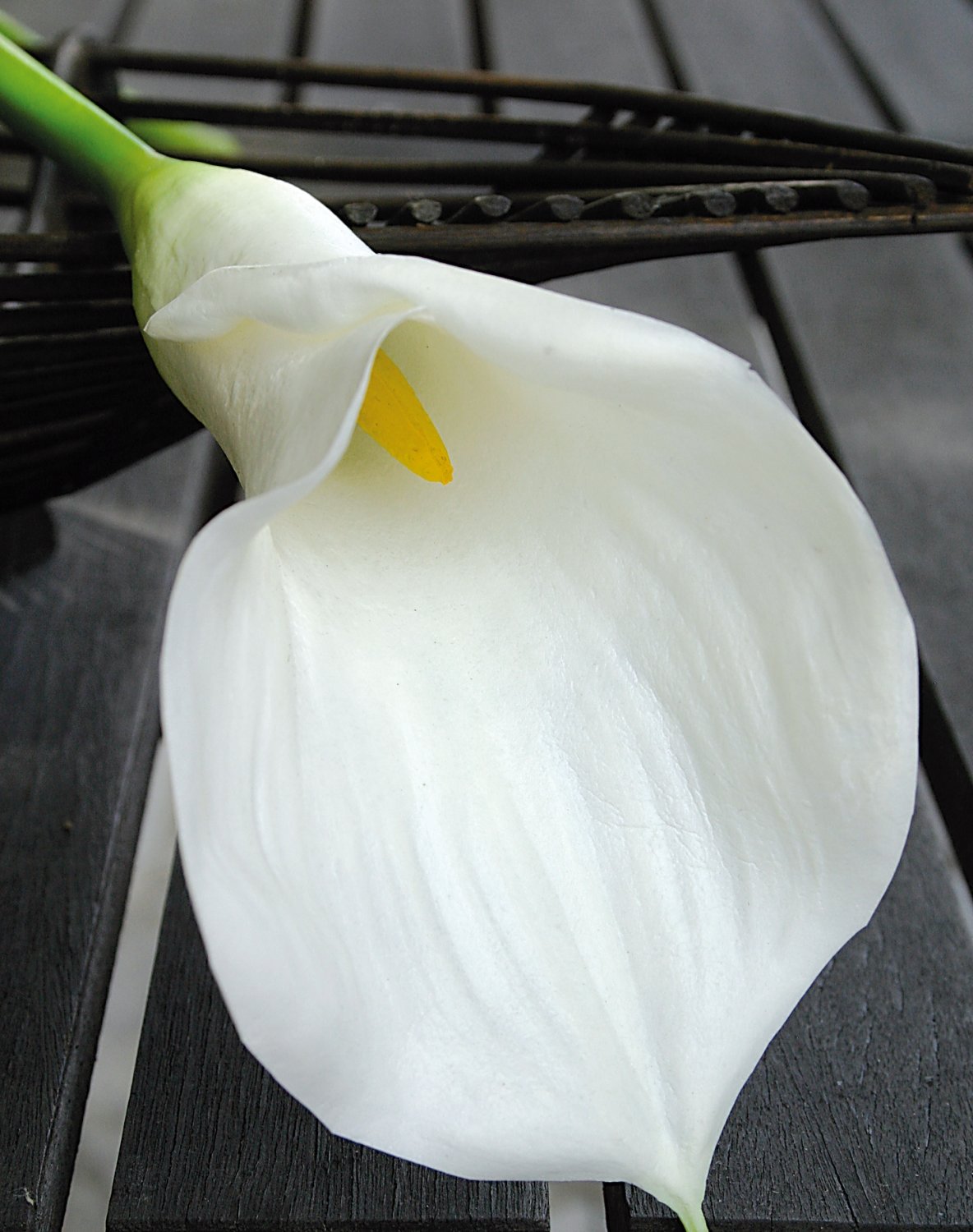 Calla artificiale, 71 cm, Real Touch Soft, bianco-crema