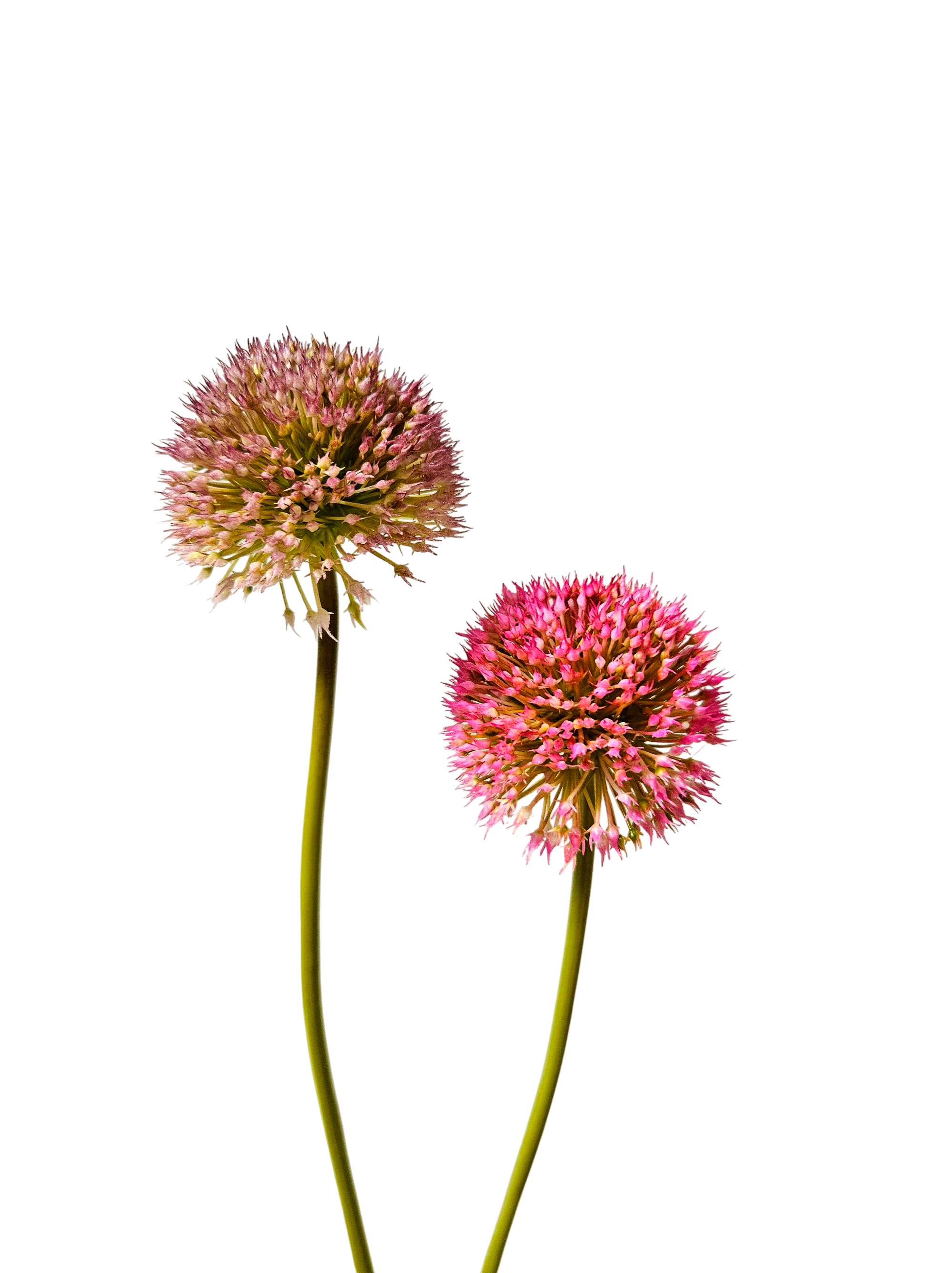 Kunstblume Wiesenallium (Blüte Ø 7 cm), 48 cm, pink
