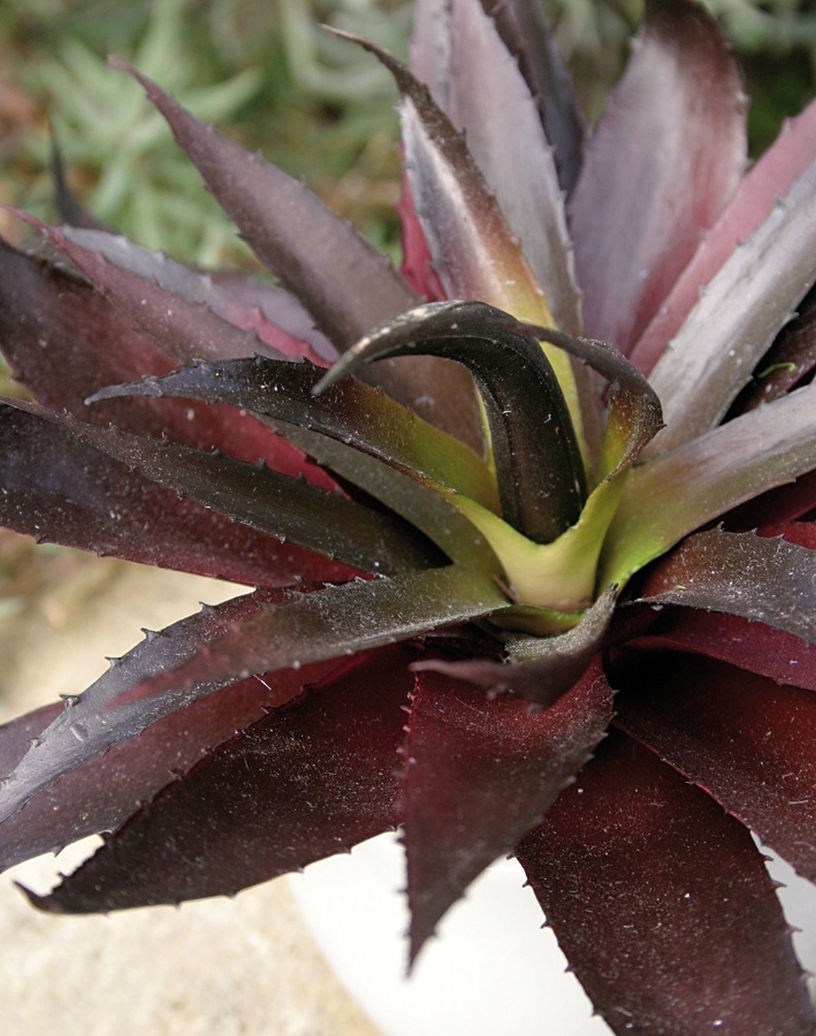 Aloe artificiale in vaso di ceramica, 20 cm, verde-bordeaux