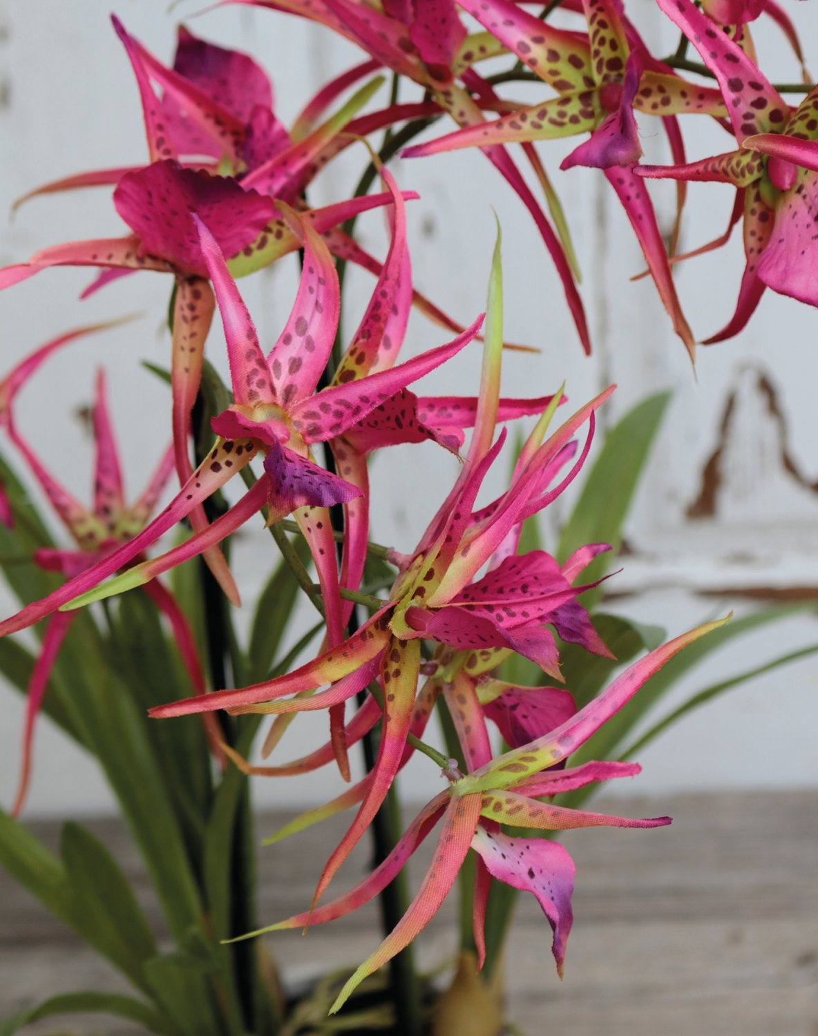 Artificial spider orchid (brassia), potted, 50 cm, pink-green