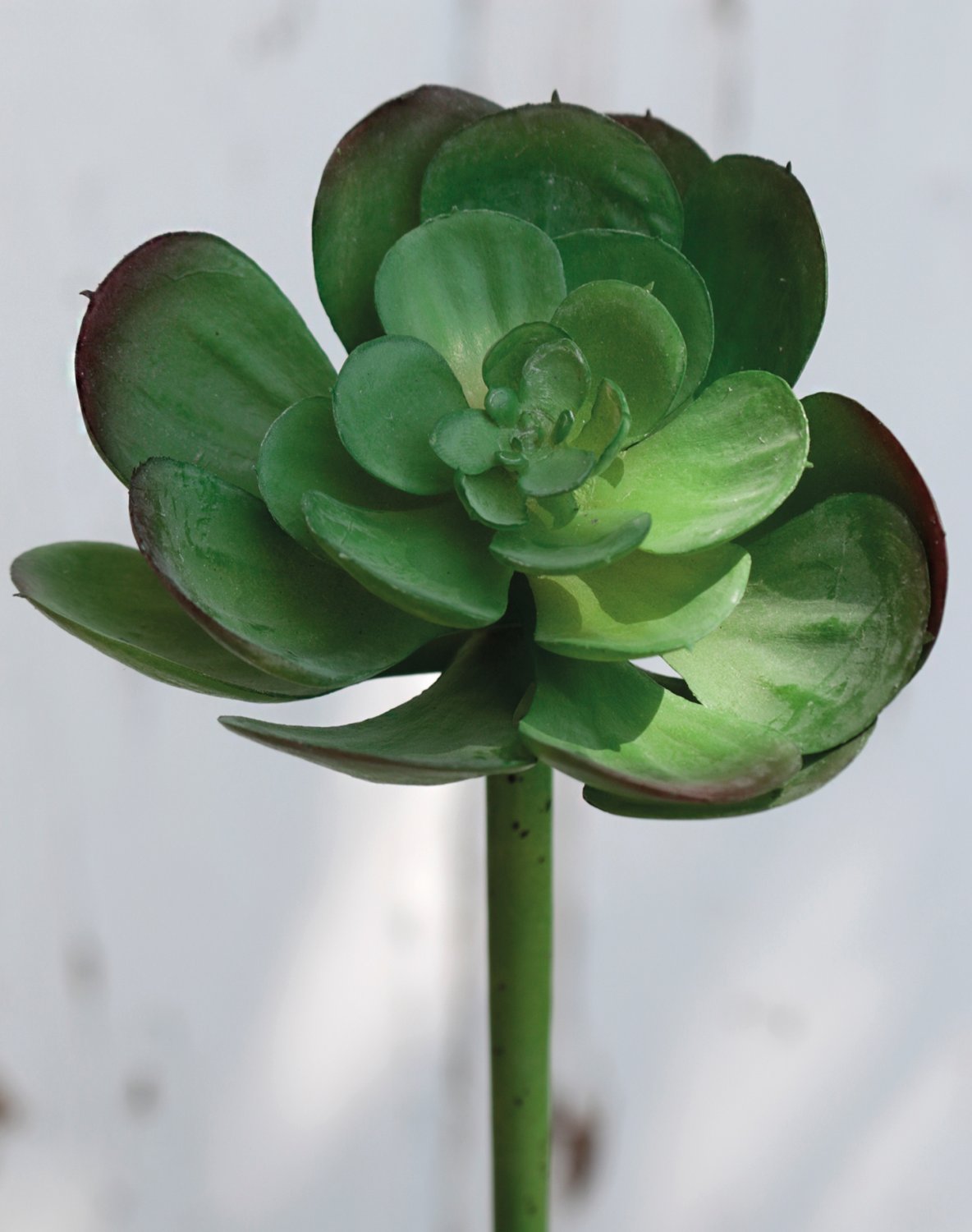Künstliche Echeveria auf Steckstab, 15 cm, grün
