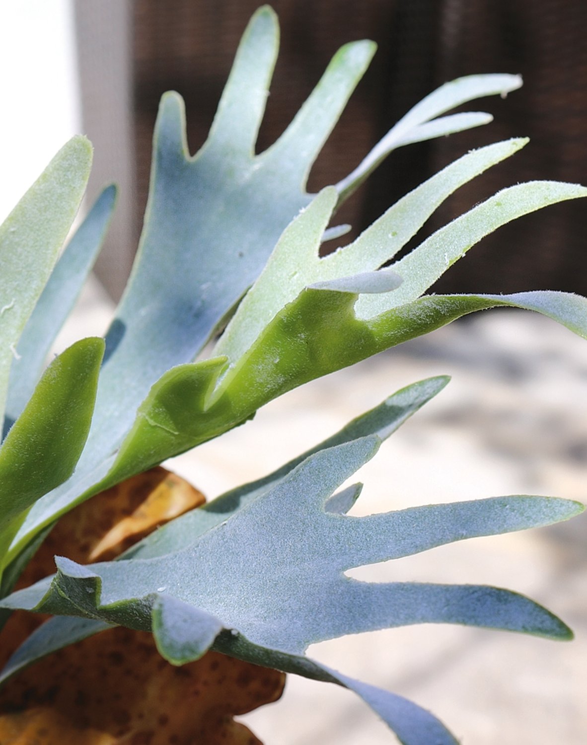 Artificial staghorn fern, 32 cm, green-grey