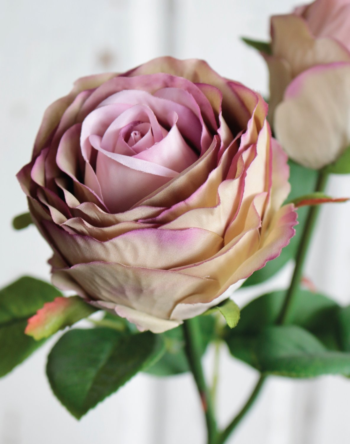 False rose, 2 flowers, 36 cm, antique-light violet