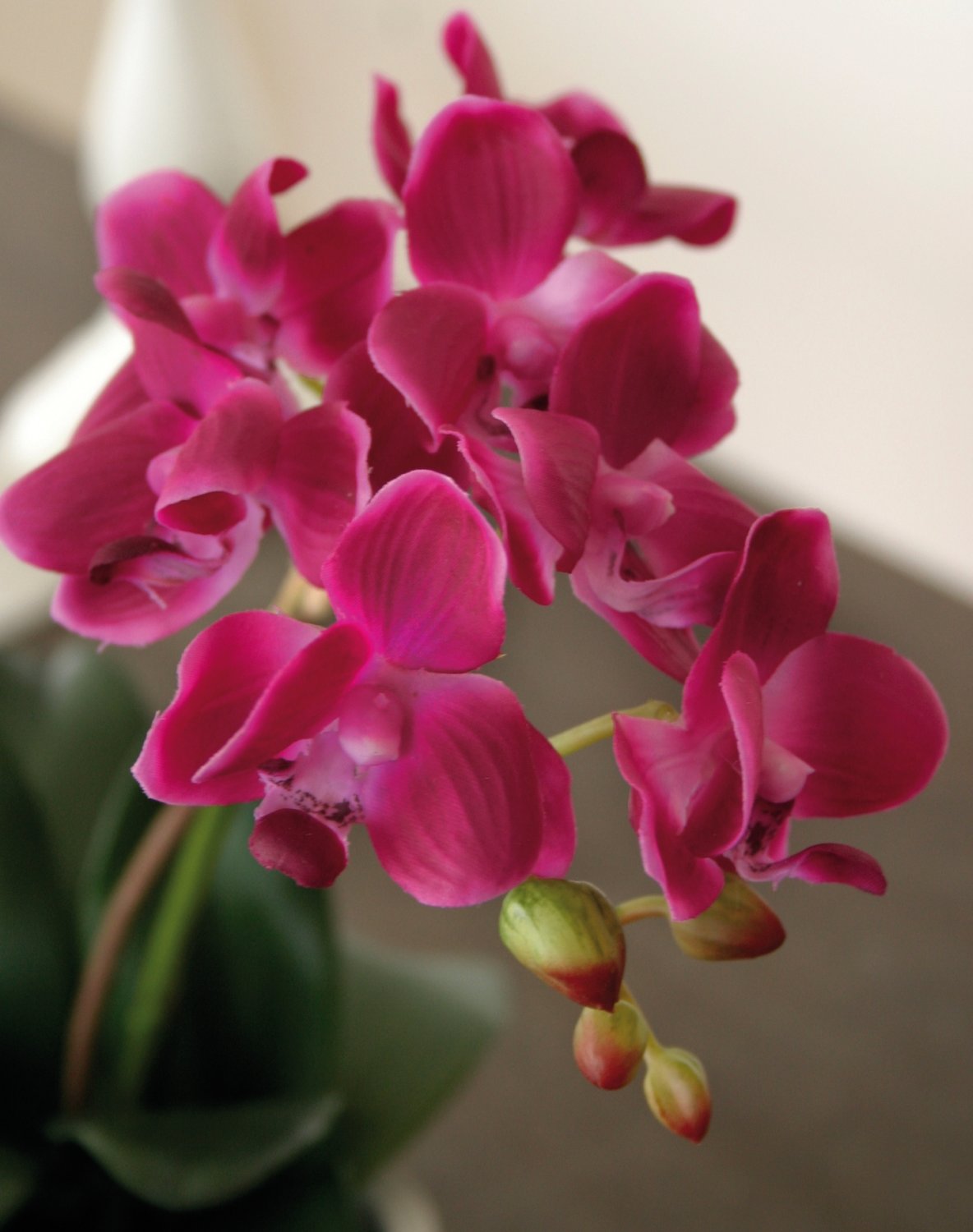 Plastic orchid Phalaenopsis, 3-fold, in bowl, 38 cm, real touch, cerise