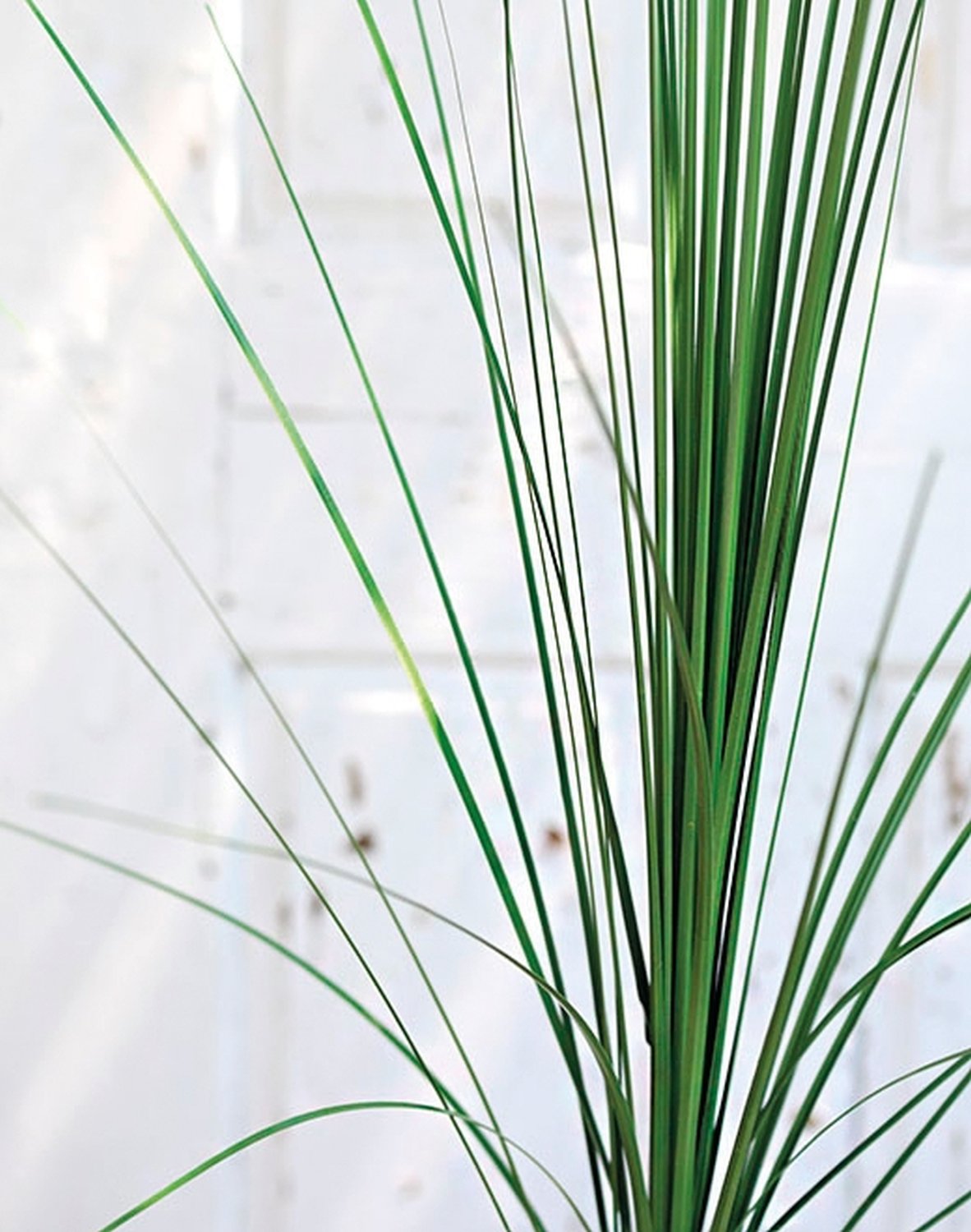 Artificial isolepis grass, 90 cm, green