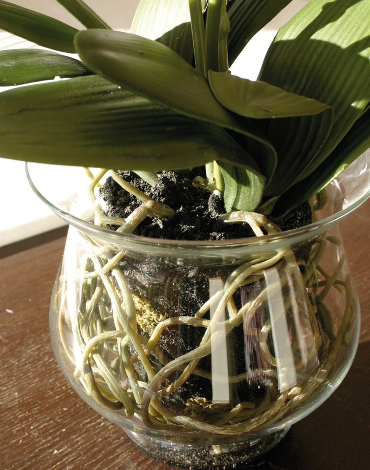 Künstliche Orchidee Phalaenopsis in Glasgefäß, 58 cm, Real Touch, creme-weiß