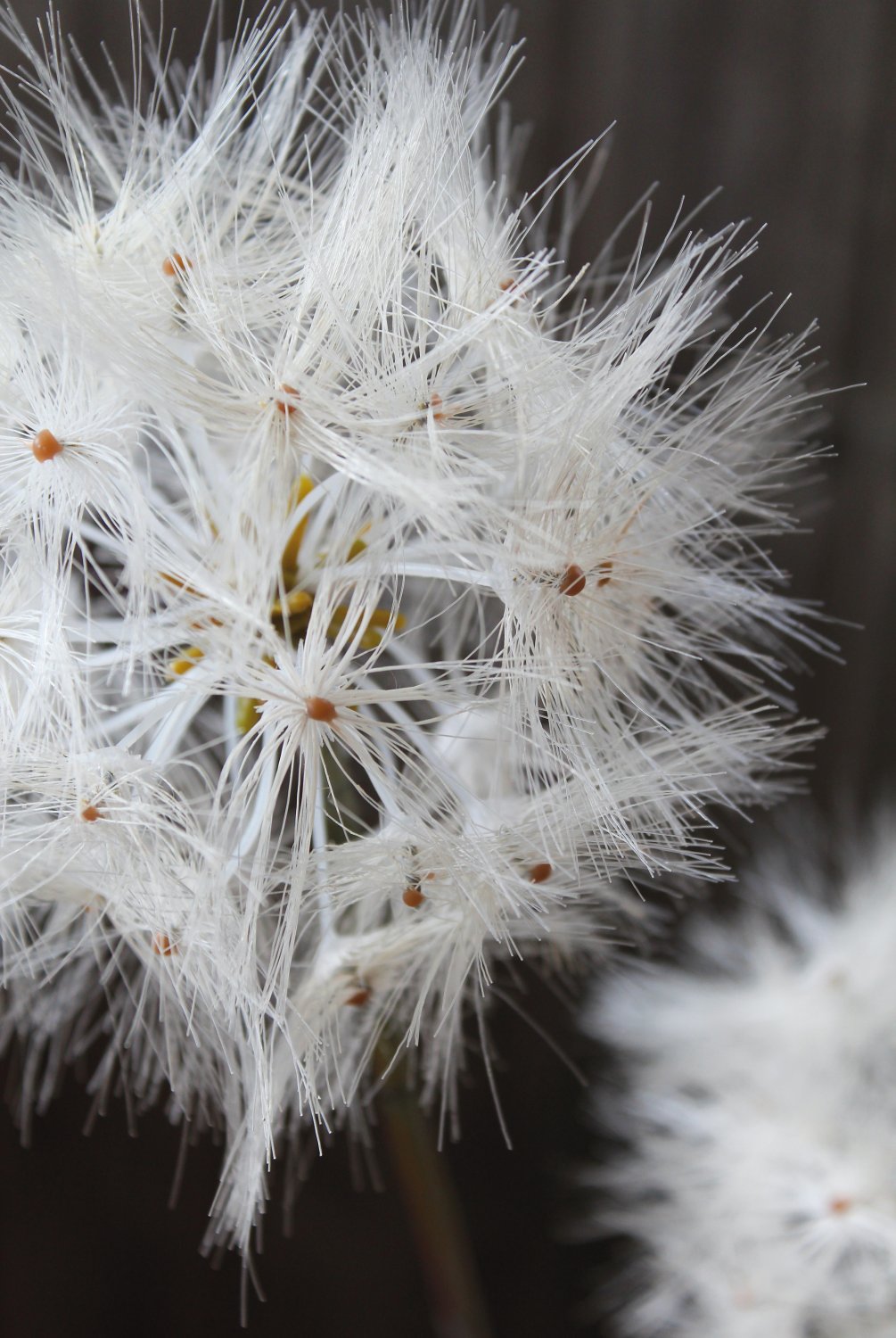 Artificial dandelion, 2-flowers, 85 cm, beige-white