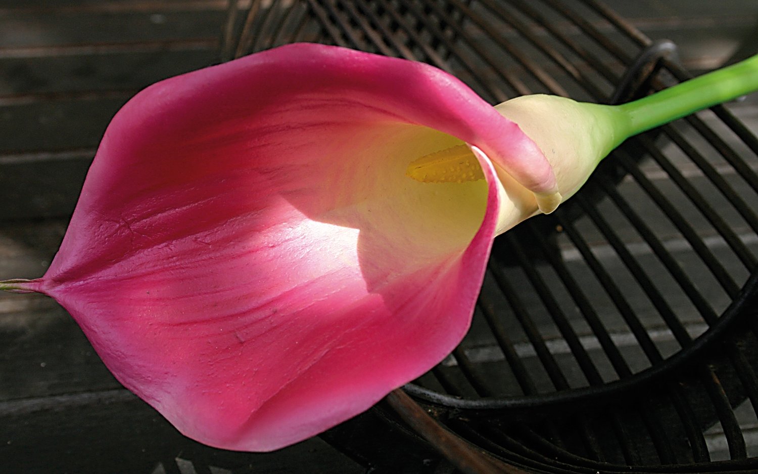 Künstliche Calla, 71 cm, Real Touch Soft, pink