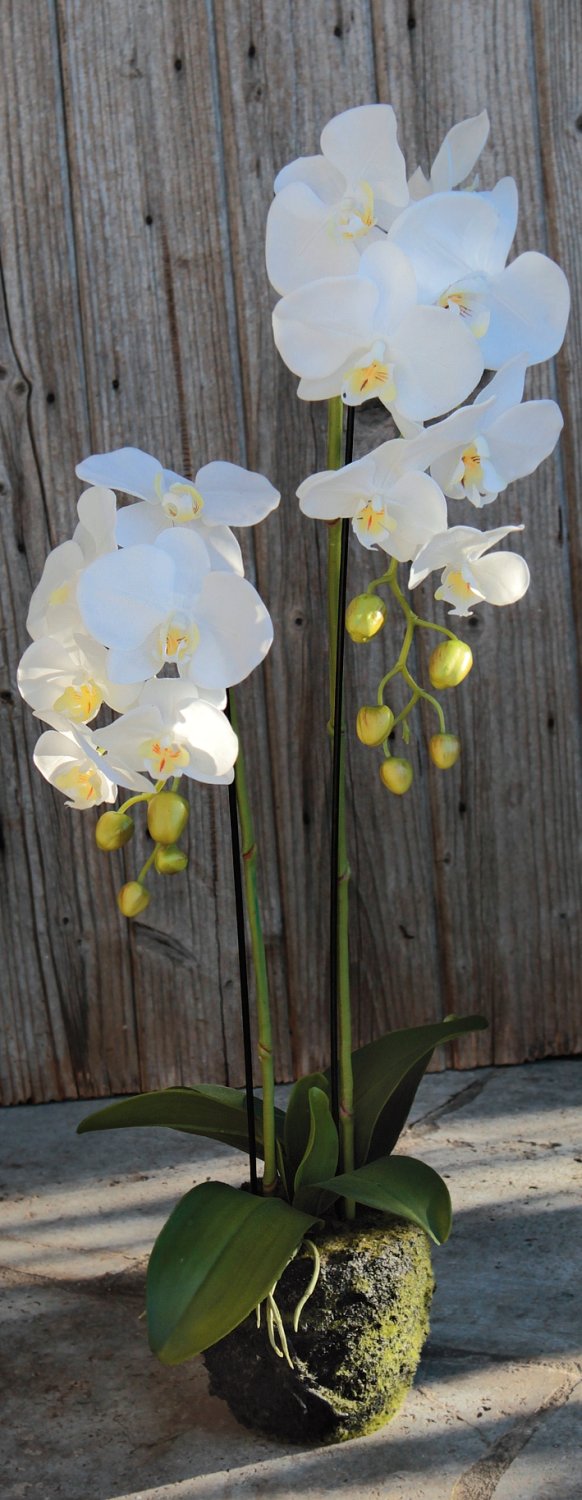 Künstliche Orchidee Phalaenopsis in 'Erde', 2-fach, 75 cm, Real Touch, weiß