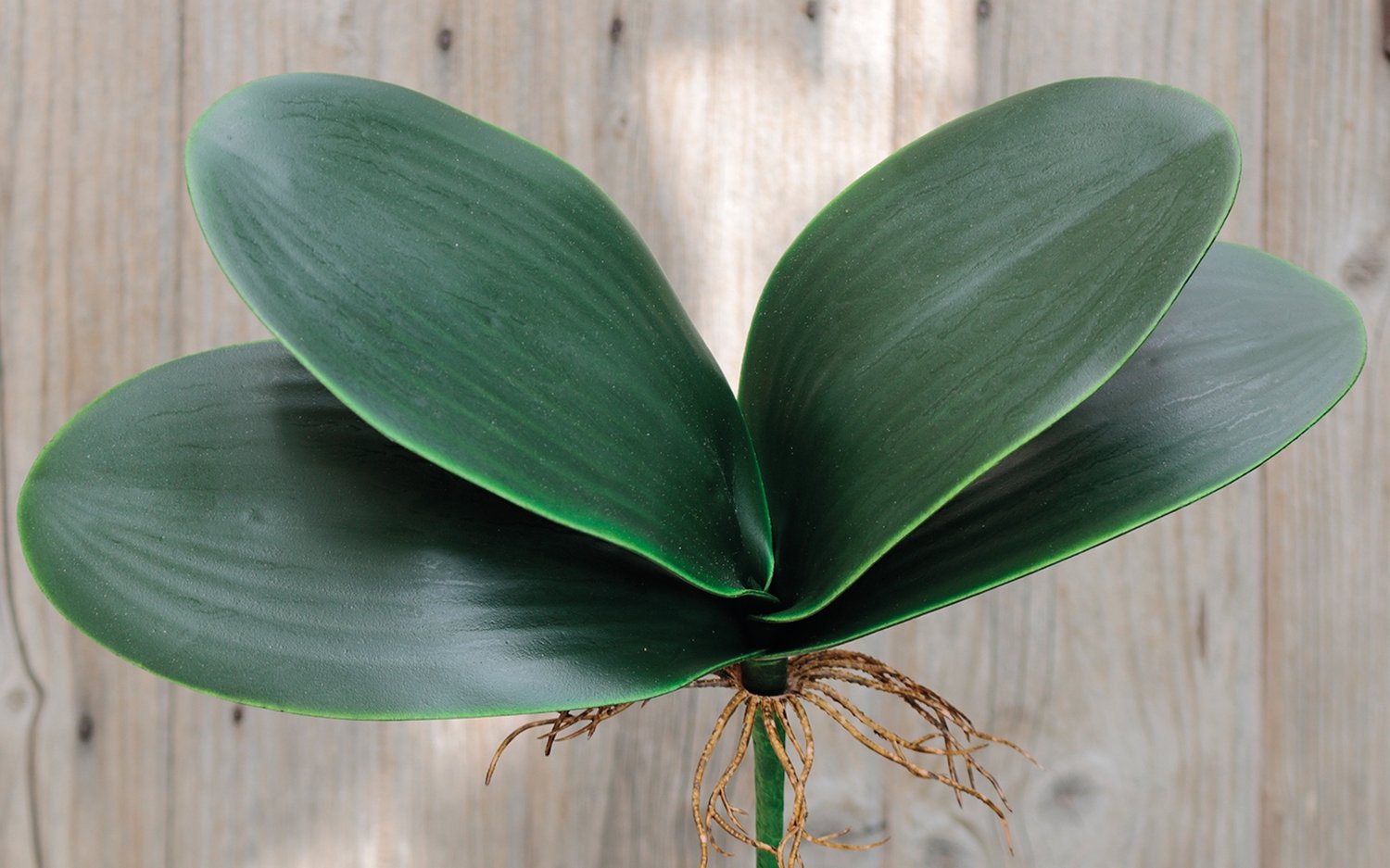 Artificial orchids leaves with root, 25 cm, green