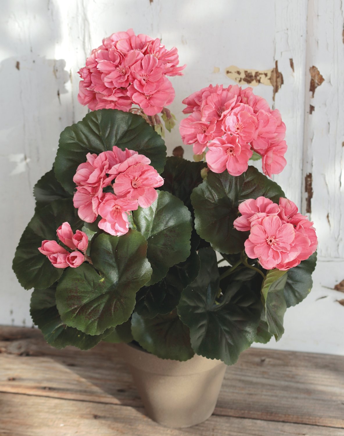 Silk geranium, potted, 33 cm, apricot