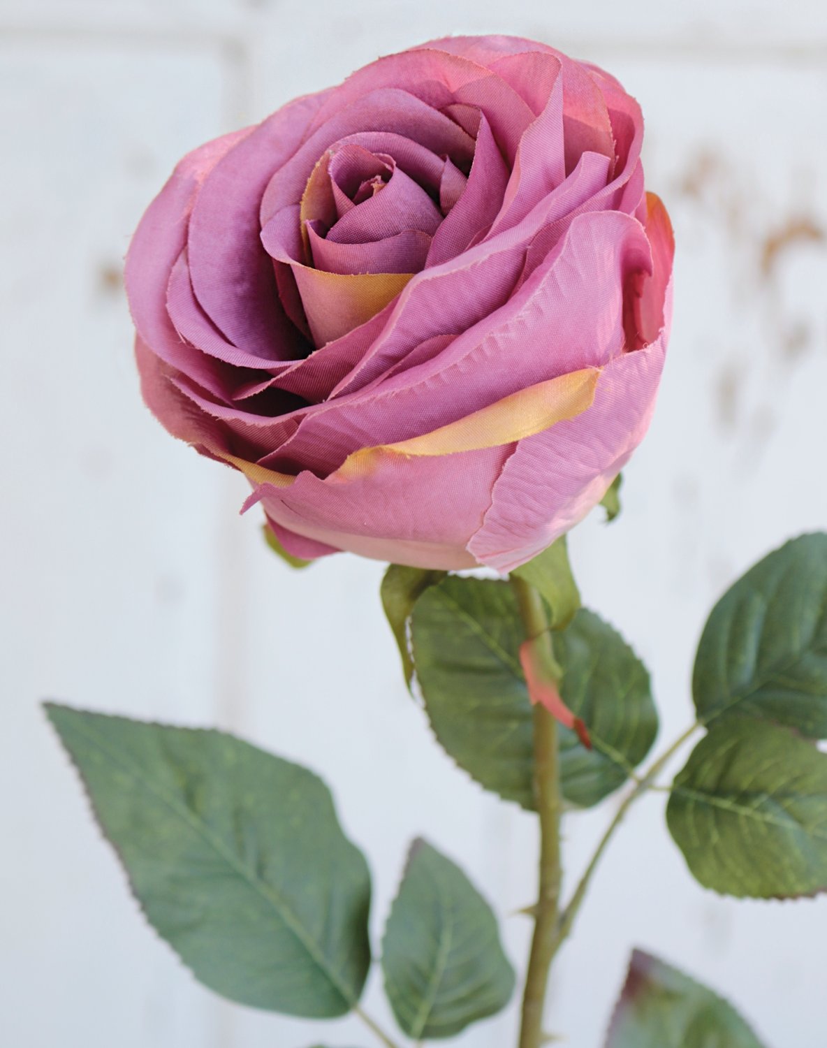 False rose, 90 cm, light violet-dark violet
