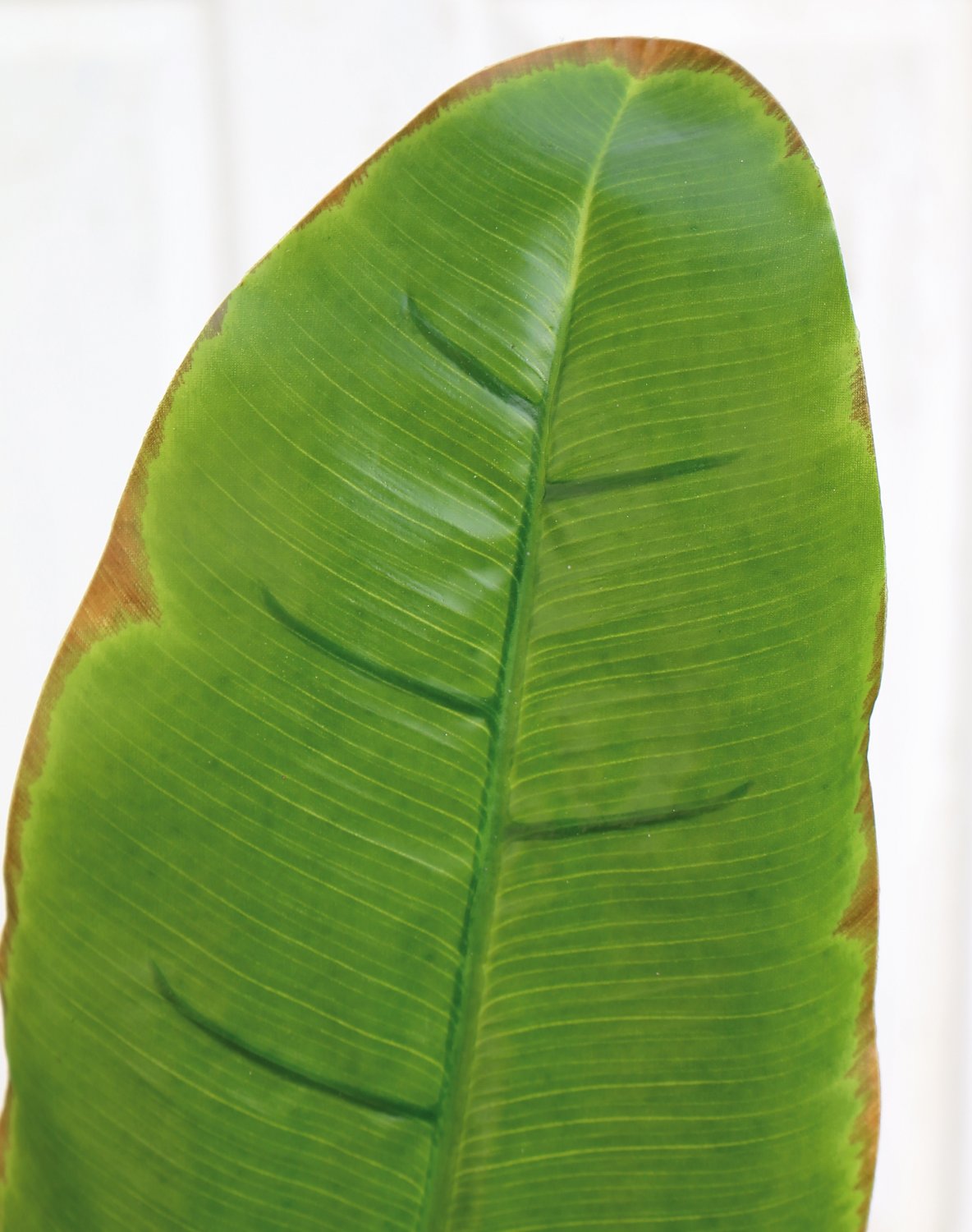 Künstliches Bananenblatt, 96 cm (Blatt 38 cm), grün