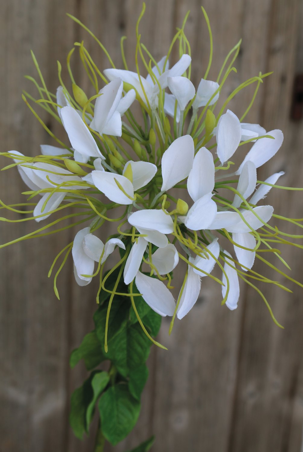 Künstliche Spinnenblume (Cleome spinosa), 85 cm, cremeweiß