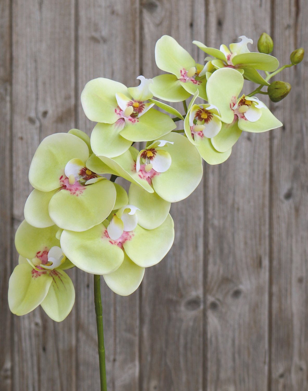 Künstliche Orchidee Phalaenopsis, 106 cm, Real Touch Soft, creme-grün