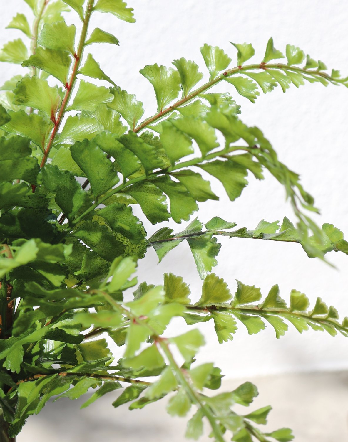 Imitation fern bush, 36 cm, green