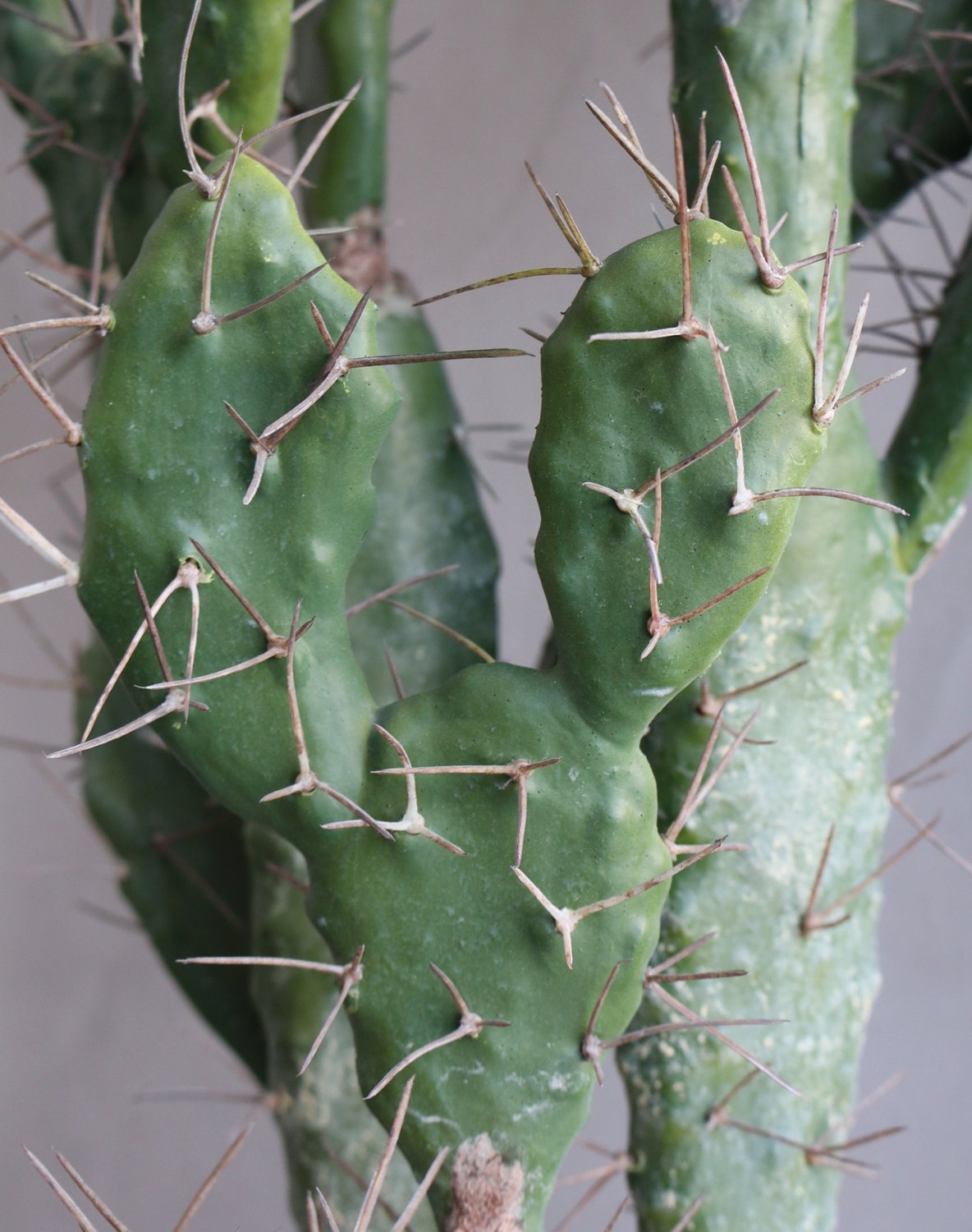 Artificial cactus prickly pear, potted, 130 cm, green