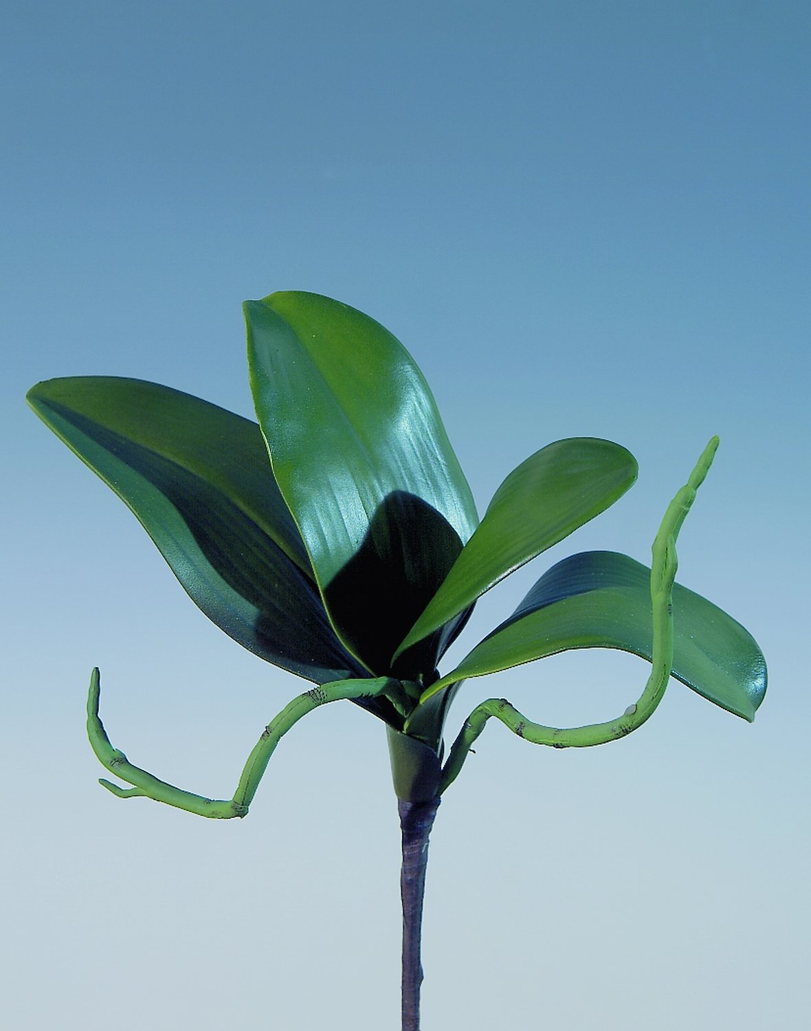 Artificial orchids leaves with root, 25 cm, green