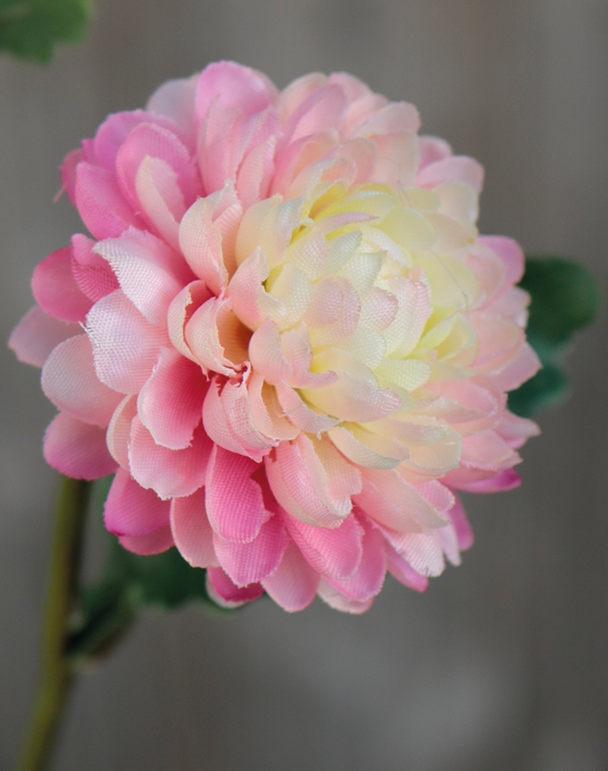 Künstliche Chrysantheme, 5-fach, 68 cm, rosa-grün