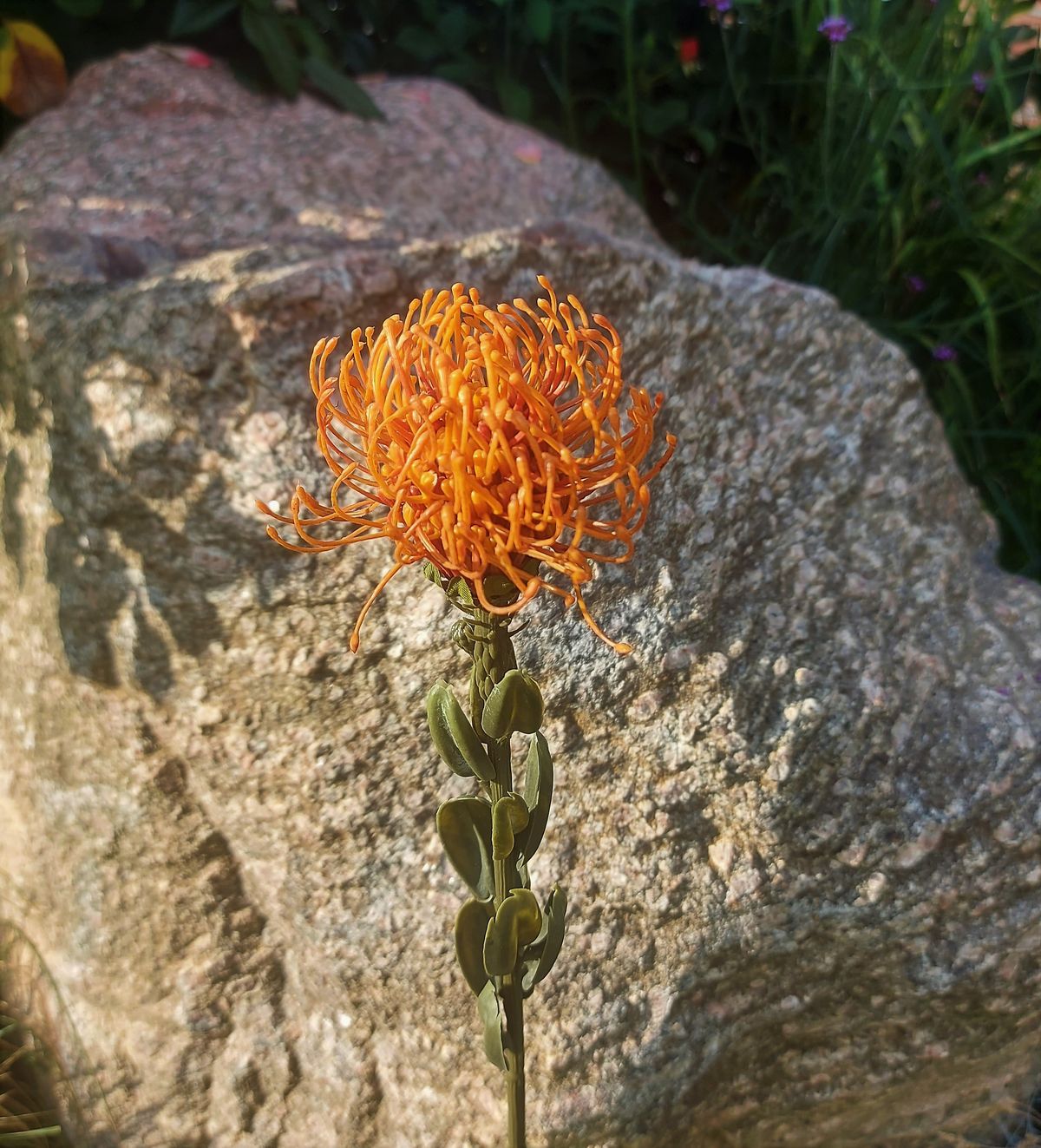 Künstliche Protea "Vintage", 61 cm, orange