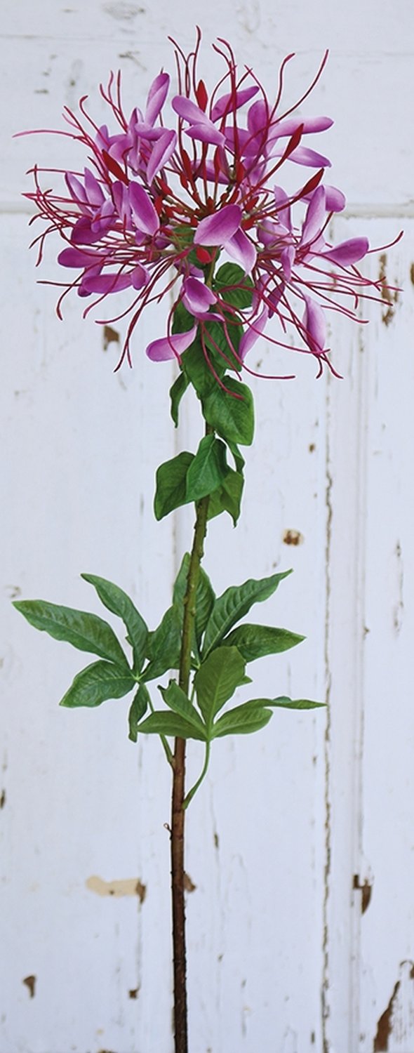 Artificial spider flower (cleome ), 85 cm, dark violet