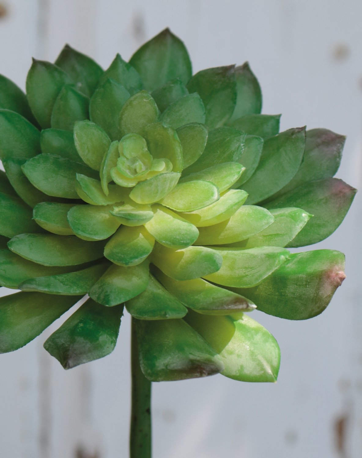 Künstliche Echeveria auf Steckstab, 16 cm, grün