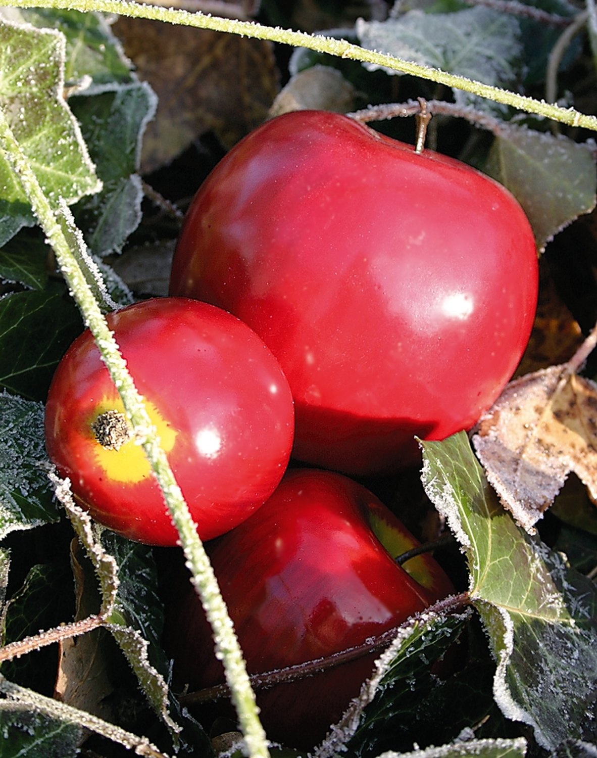 Mela artificiale, 8 cm, rosso