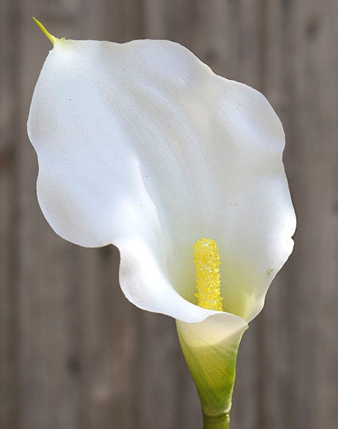 Calla artificiale, 54 cm, Real Touch, bianco