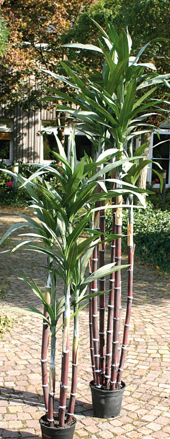 Canna da zucchero artificiale, 5 tronchi, in vaso, 150 cm, verde