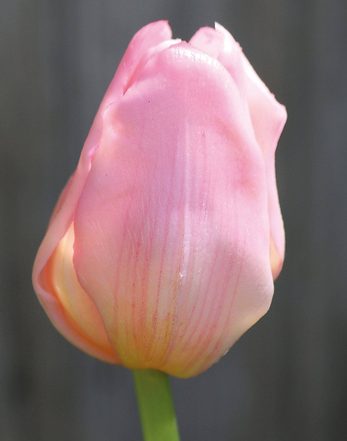 Künstliche Tulpe, französisch, 47 cm, Real Touch, rosa-grün