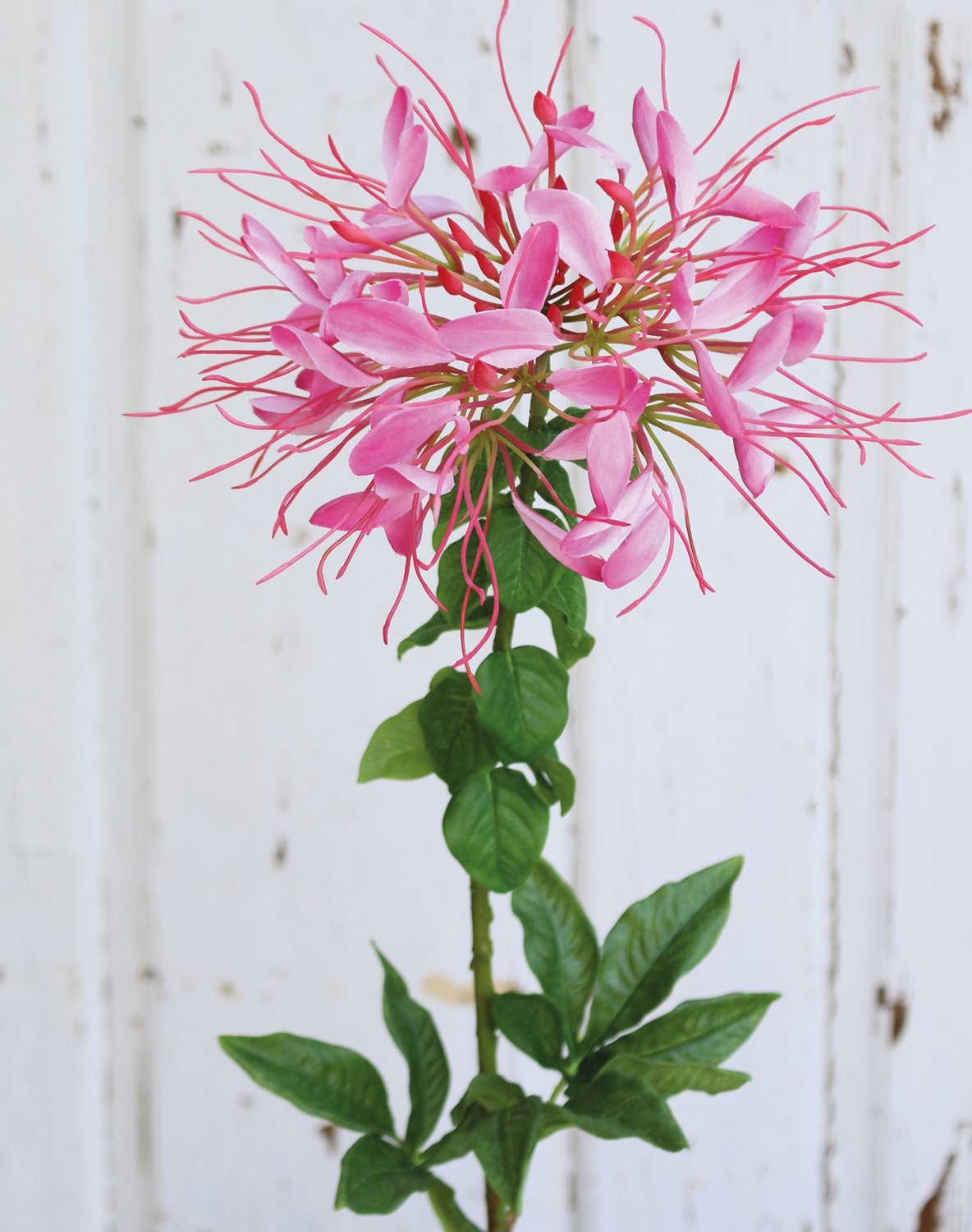 Artificial spider flower (cleome), 85 cm, pink