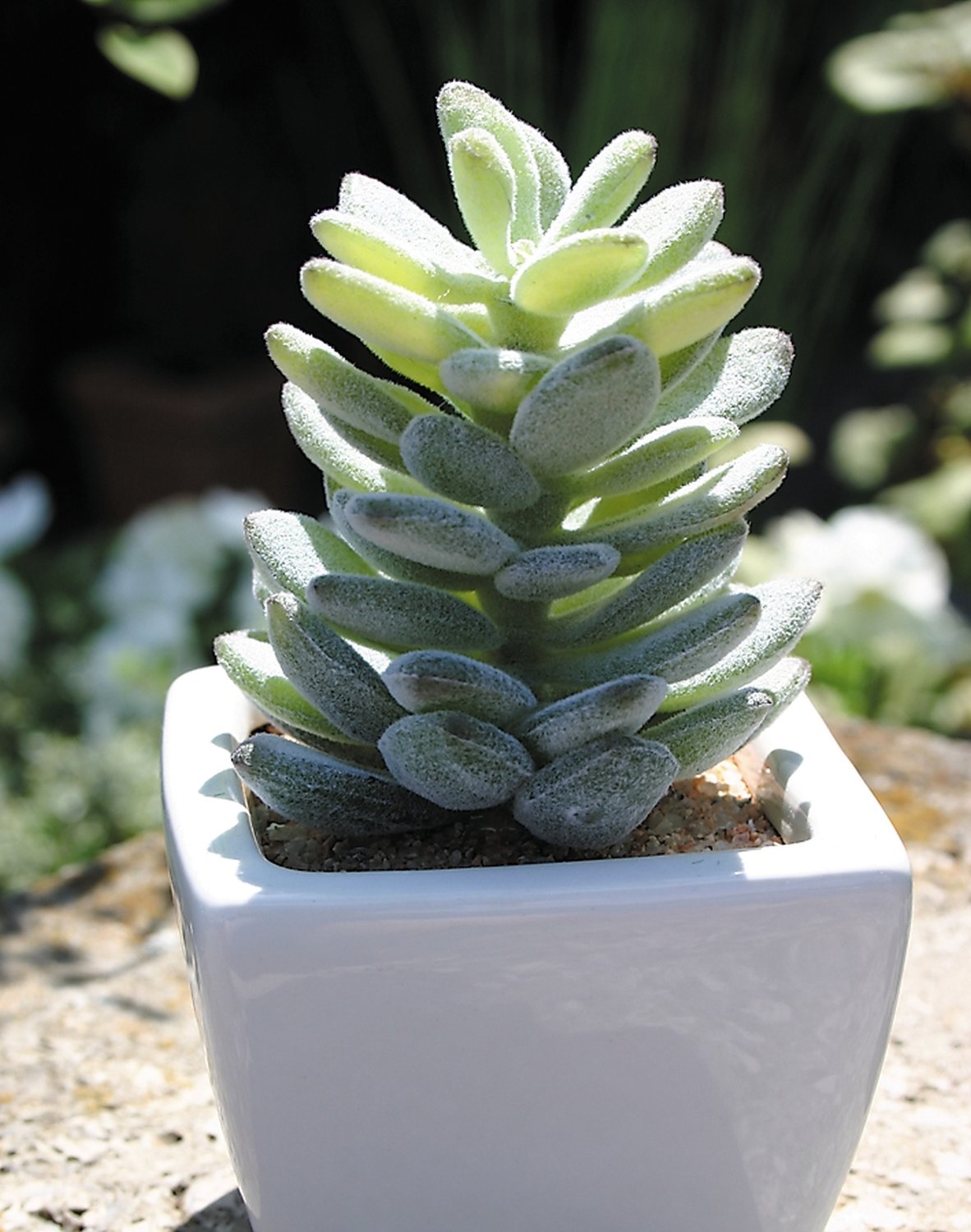 Artificial agave in ceramic pot, 13 cm, green