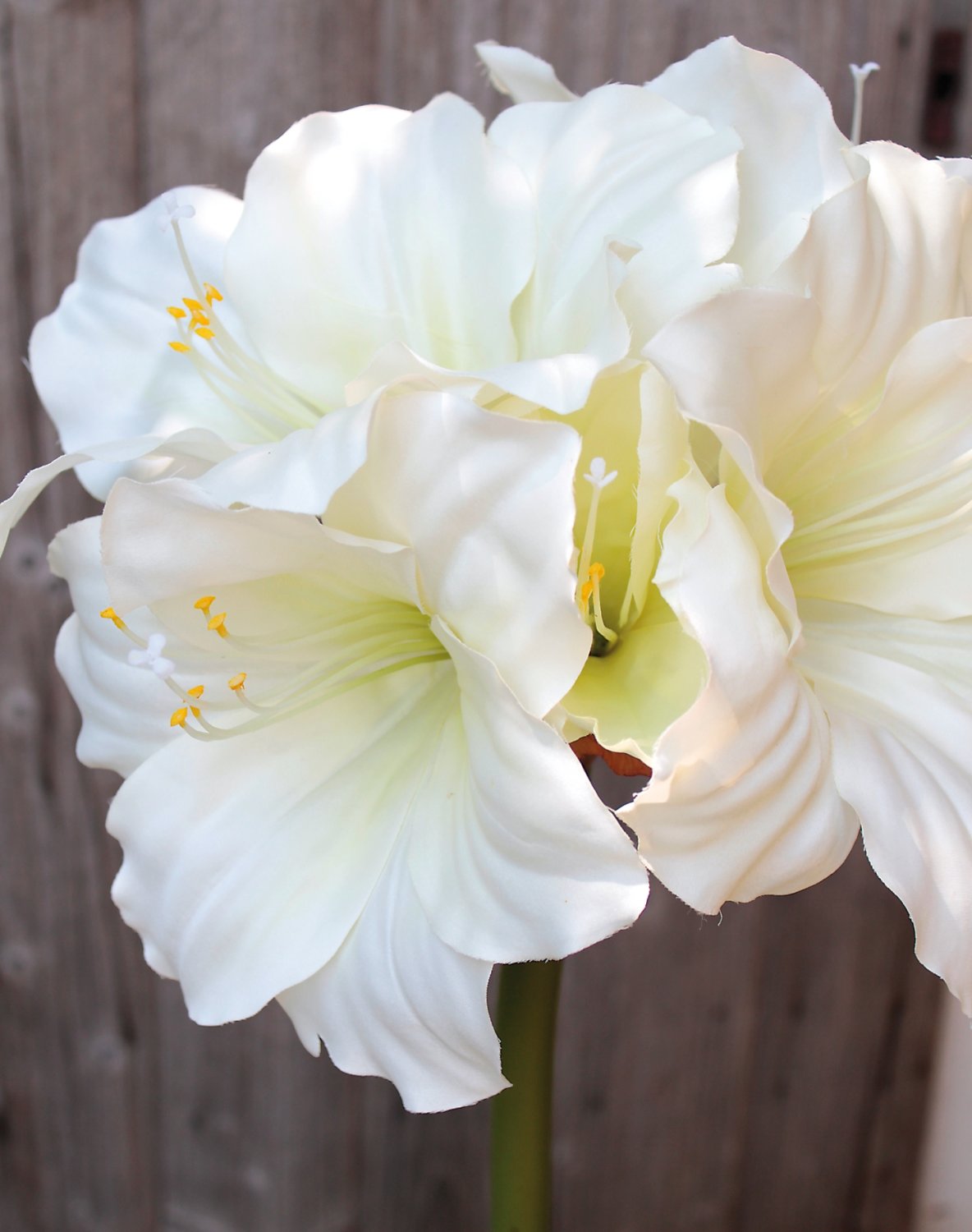 Silk amaryllis, 71 cm, white