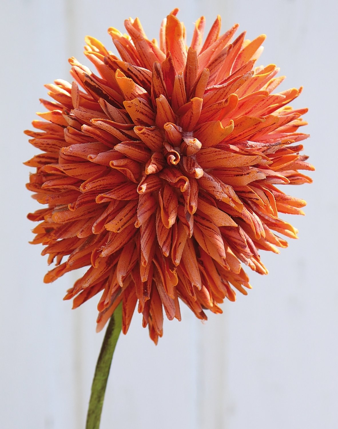 Künstlicher Soft flower 'Allium', 80 cm, orange