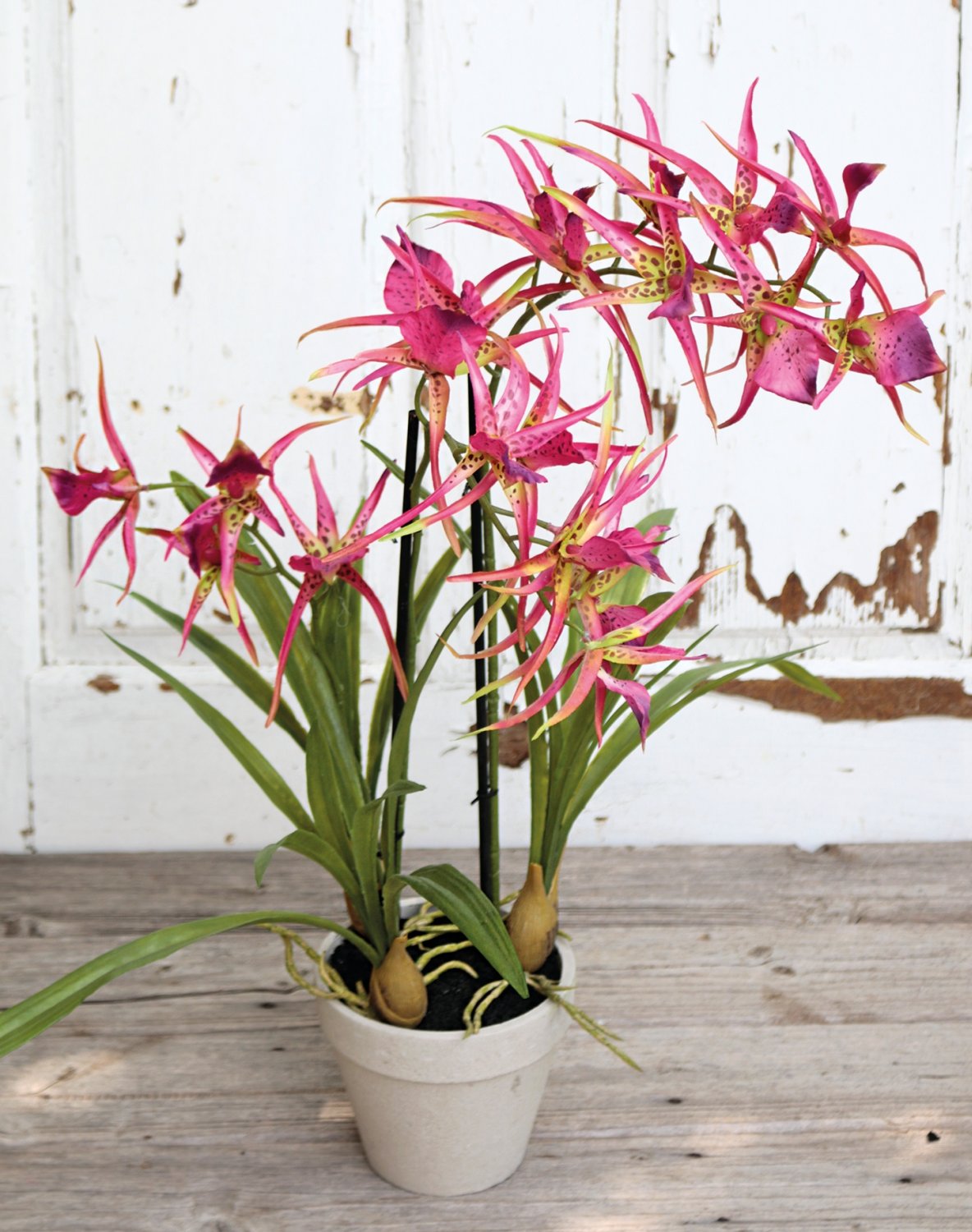 Artificial spider orchid (brassia), potted, 50 cm, pink-green