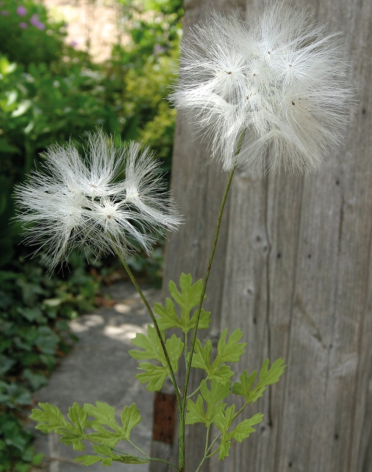 Artificial dandelion, 2-flowers, 78 cm, beige-white