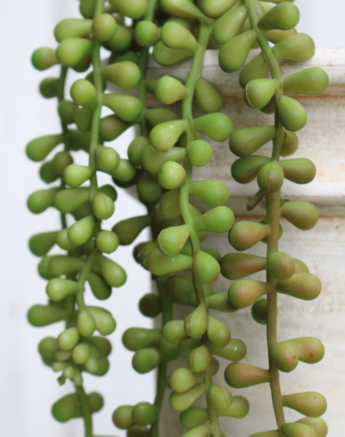 Artificial succulent, hanging, 52 cm, green-burgundy