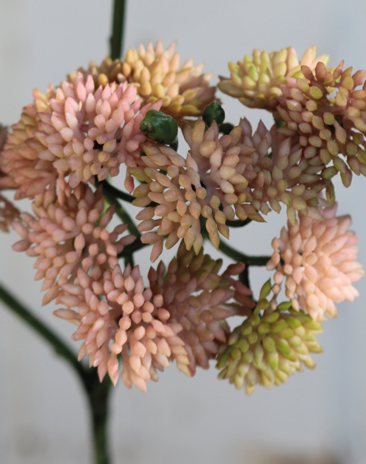 Ramo di sedum artificiale, 32 cm, crema-albicocca