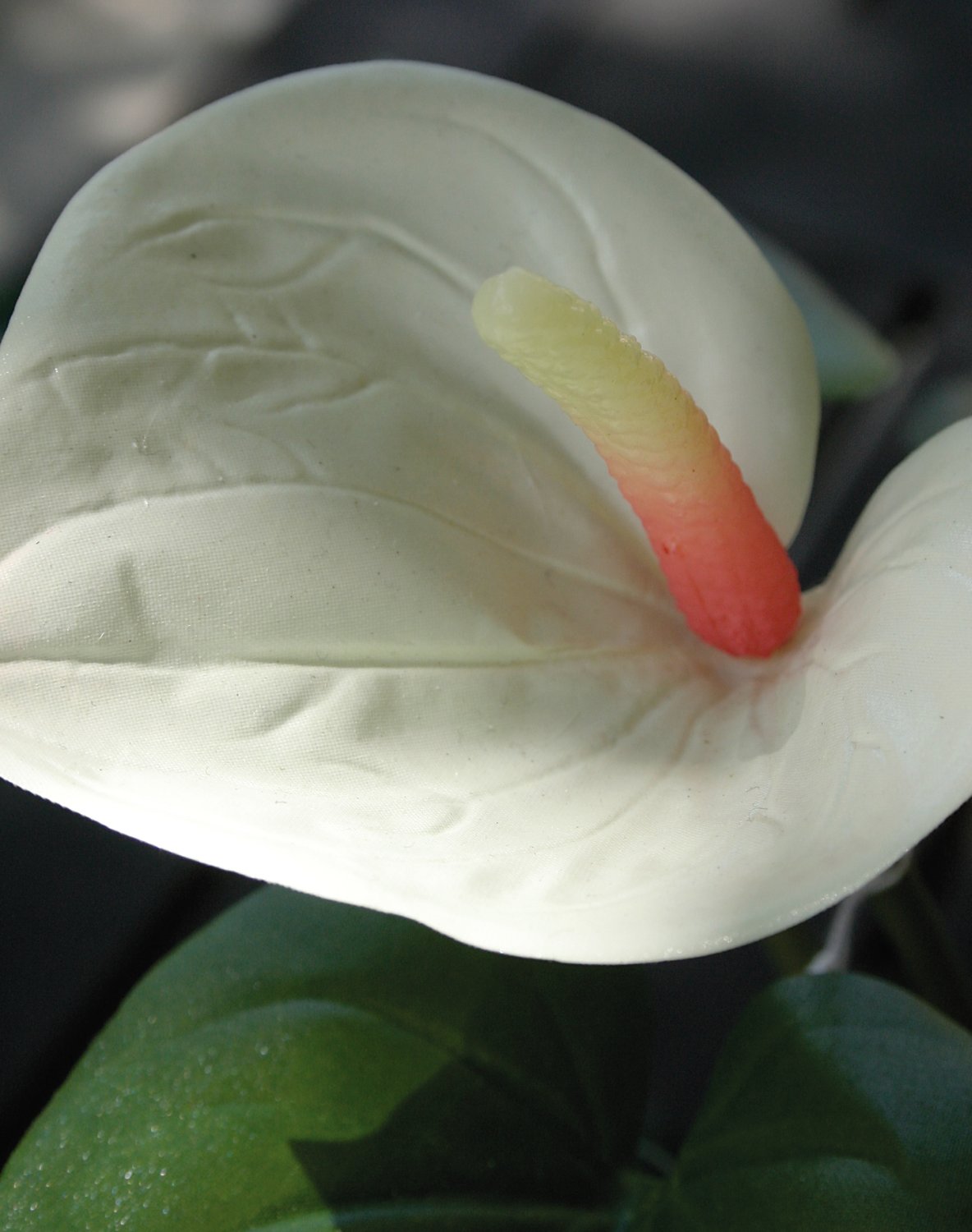 Künstliche Anthurium, getopft, 39 cm, weiß-rosa